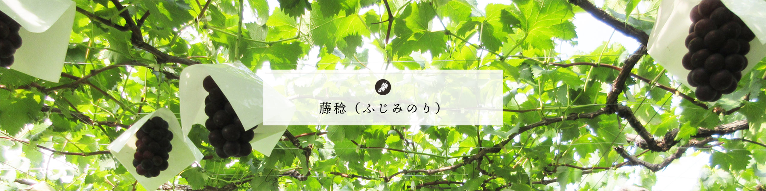 藤稔（ふじみのり）